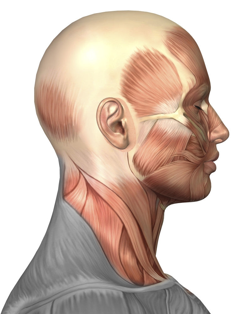 Anatomy of Human Face Muscles Side View Fine Art Print