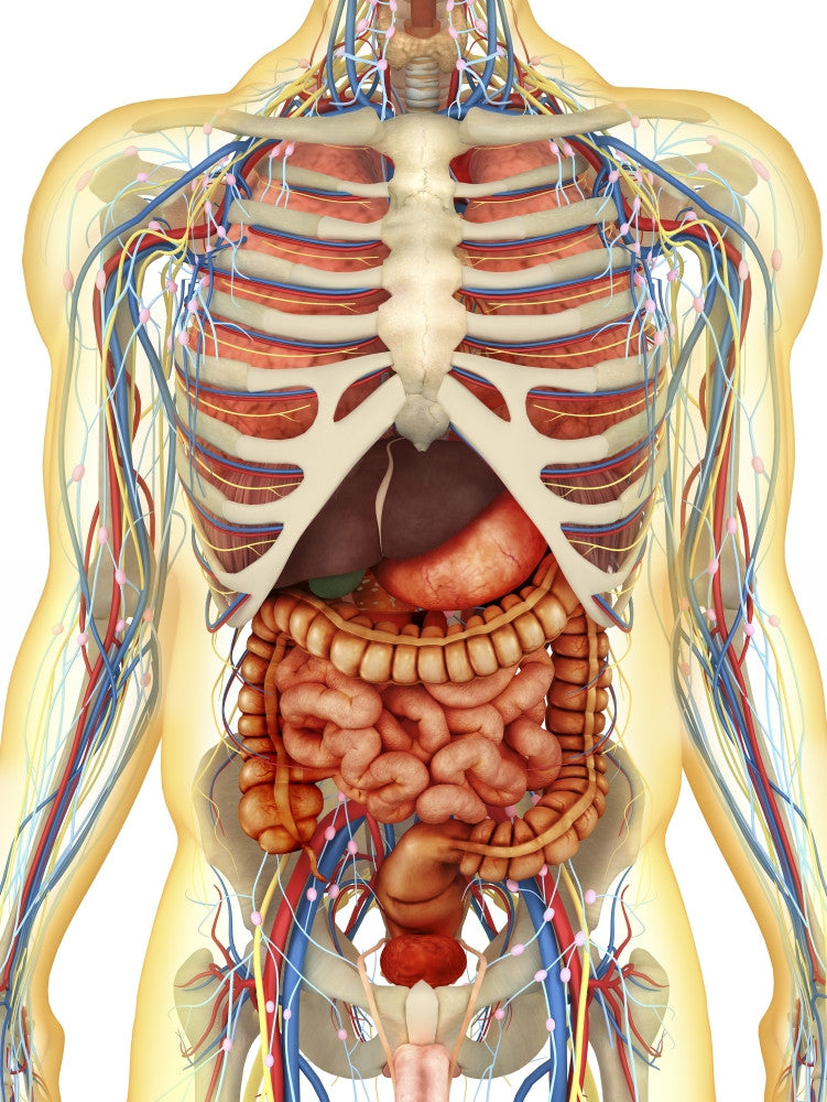 Transparent Human Body Fine Art Print - Internal Organs and Systems