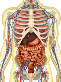 Transparent Human Body Fine Art Print - Internal Organs and Systems