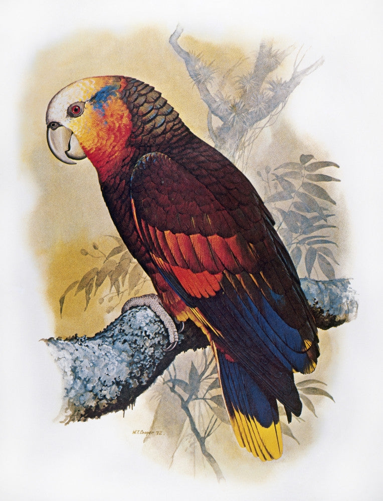 St. Vincent Amazon Parrot Illustration by William T. Cooper - Fine Art Print