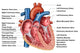 Anatomy of Heart Interior Frontal Section Fine Art Print