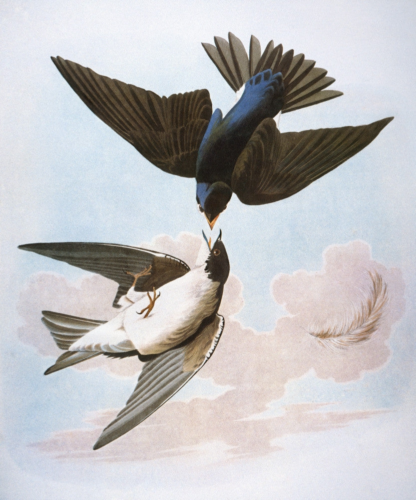 Audubon: White-Bellied Swallow Fine Art Print | Posterazzi