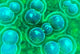 Microscopic View of Chlamydia Fine Art Print - Science Decor