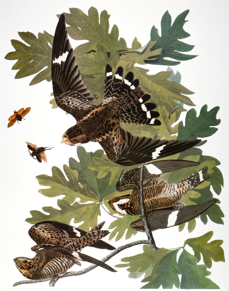 Audubon Common Nighthawk Fine Art Print - Birds of America