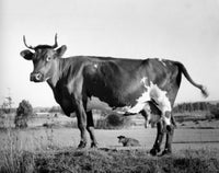 Ayrshire Cow Side Profile Fine Art Print - Multiple Sizes