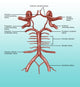 Circle of Willis Illustration Fine Art Print by Gwen Shockey