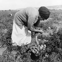 Migrant Worker 1938 Fine Art Print - Mexican Woman Harvesting Tomatoes by Dorothea Lange