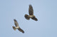 Northern Harrier Hawks in Flight Fine Art Print | Denali National Park