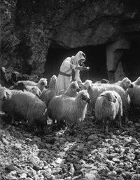 Holy Land: Shepherd Pouring Oil on Sheep Fine Art Print, C1910