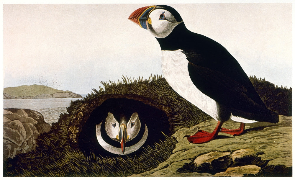 Audubon Puffin Fine Art Print - Atlantic Puffin (Fratercula Arctica) | Posterazzi