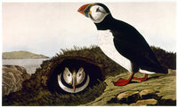 Audubon Puffin Fine Art Print - Atlantic Puffin (Fratercula Arctica) | Posterazzi