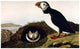 Audubon Puffin Fine Art Print - Atlantic Puffin (Fratercula Arctica) | Posterazzi