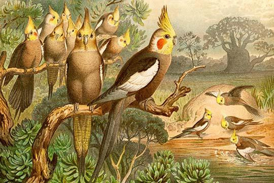 Rosy Cheeked Cockatiels Fine Art Print by F.W. Kuhnert