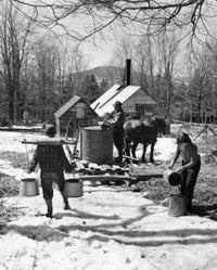 Collecting Sap for Maple Syrup Fine Art Print