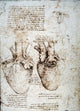 Leonardo da Vinci Studies of an Ox Heart Fine Art Print C1512