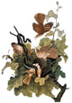 Audubon Brown Thrasher Fine Art Print from The Birds of America