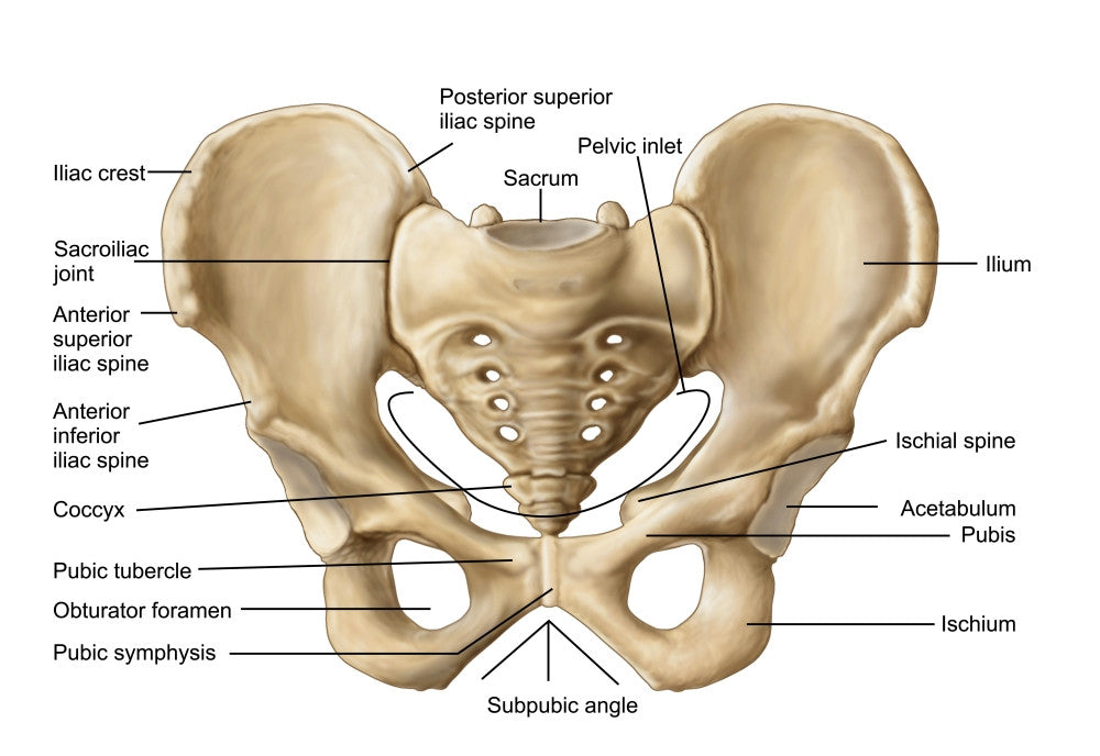 Detailed Human Pelvic Bone Anatomy Fine Art Print