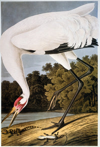 Audubon Whooping Crane Fine Art Print - Grus Americana