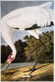 Audubon Whooping Crane Fine Art Print - Grus Americana