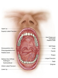 Anatomy of the Human Mouth Cavity Fine Art Print - Available Sizes 12x16 & 24x32