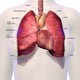 Female Heart and Lungs Fine Art Print by Hank Grebe