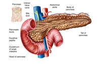 Anatomy of Pancreas Fine Art Print | Posterazzi