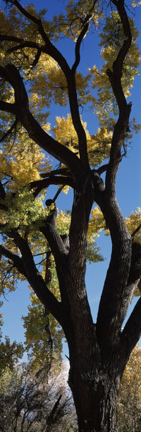 Cottonwood Tree Fine Art Print from New Mexico by Panoramic Images