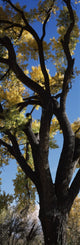 Cottonwood Tree Fine Art Print from New Mexico by Panoramic Images