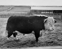 Hereford Bull Fine Art Print - Side Profile in a Field