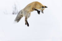 Red Fox in Snow Fine Art Print by Ellen Goff - Yellowstone National Park