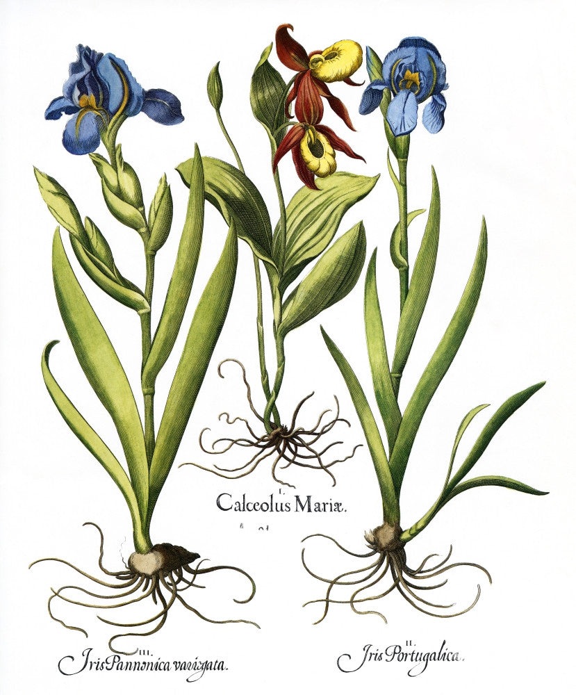 Hortus Eystettensis Fine Art Print - Botanical Engraving by Basilius Besler
