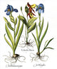 Hortus Eystettensis Fine Art Print - Botanical Engraving by Basilius Besler