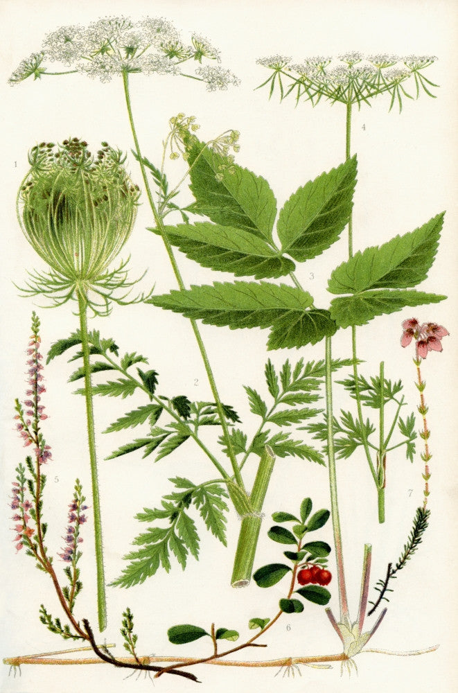Wildflowers Fine Art Print featuring Wild Carrot, Chervil, and More by Hilary Jane Morgan