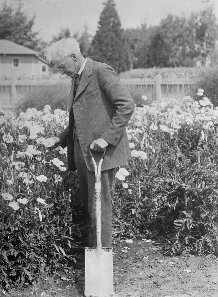 Luther Burbank, American Botanist and Horticulturist Fine Art Print by Science Source