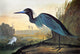 Little Blue Heron Fine Art Print After John James Audubon
