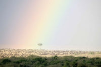 Great Migration of Wildebeests Poster Print - Masai Mara, Kenya by Panoramic Images