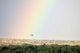 Great Migration of Wildebeests Poster Print - Masai Mara, Kenya by Panoramic Images