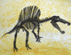 Spinosaurus Dinosaur Skeleton Fine Art Print on Textured Background