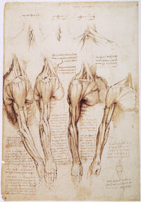 Leonardo Da Vinci Anatomy Studies Fine Art Print - C1510