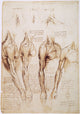 Leonardo Da Vinci Anatomy Studies Fine Art Print - C1510