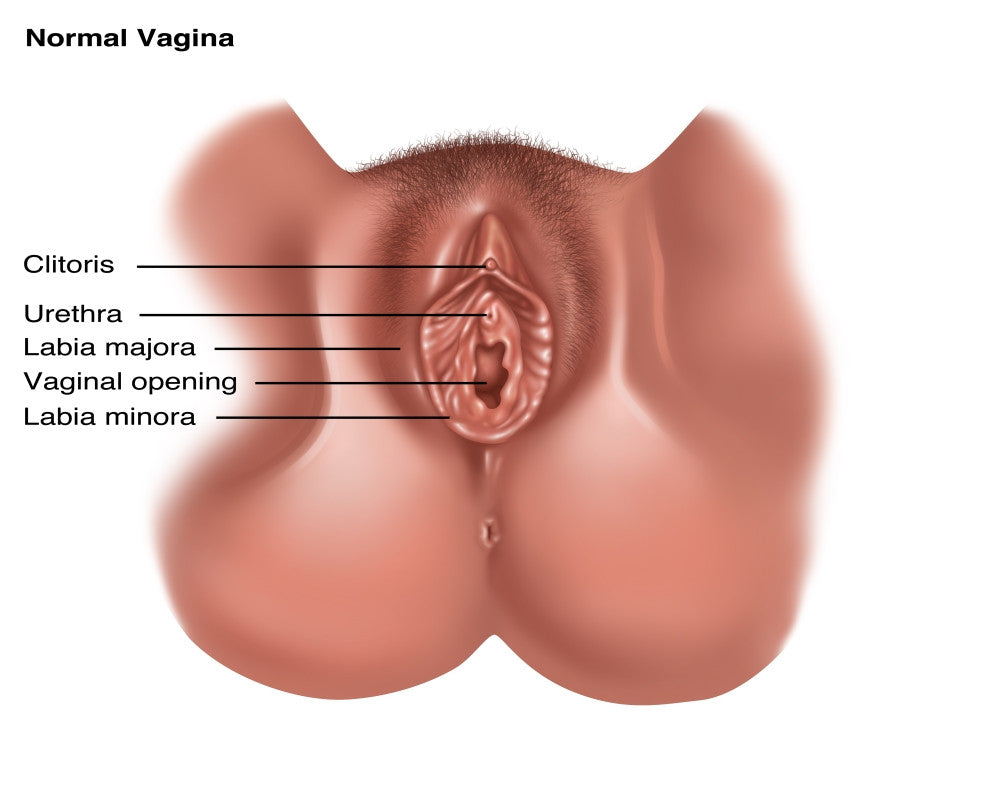 Vulva Illustration Fine Art Print by Gwen Shockey | Science Source