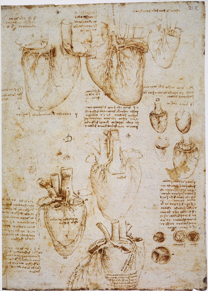 Leonardo Da Vinci Ox Heart Anatomy Fine Art Print C1512