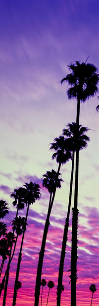 Silhouette of Palm Trees at Sunrise Fine Art Print - Santa Barbara, CA