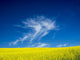 Spring Canola Field Fine Art Print by Terry Eggers - Palouse Region