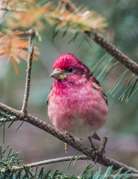 Purple Finch Fine Art Print by Julie DeRoche | Posterazzi