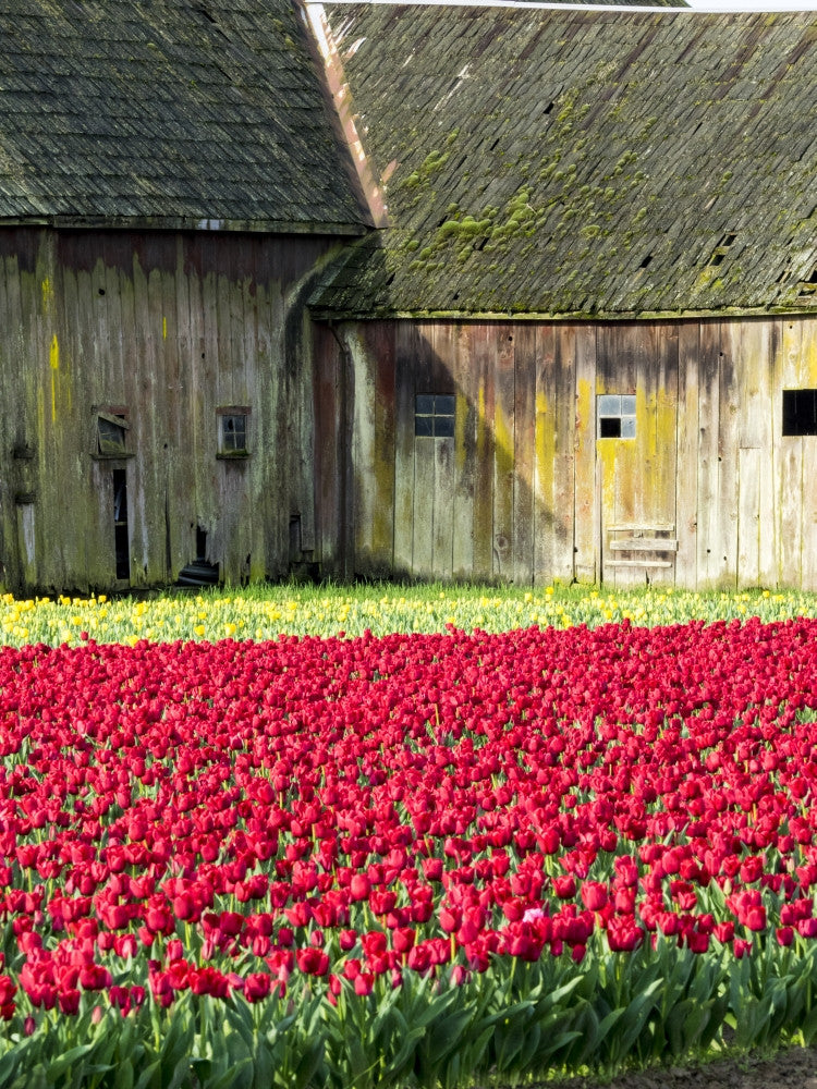Tulip Field and Barn Fine Art Print by Terry Eggers - Skagit Valley