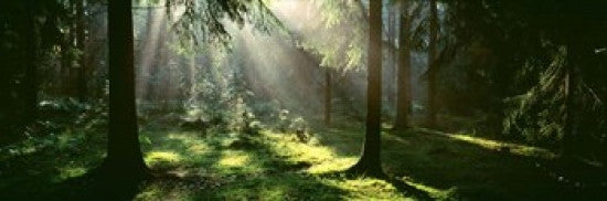 Forest in Uppland, Sweden Poster Print by Panoramic Images - 37x12