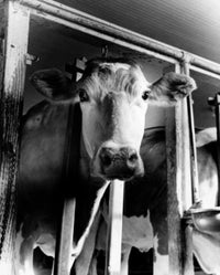 Low Angle View of a Dairy Cow Fine Art Print