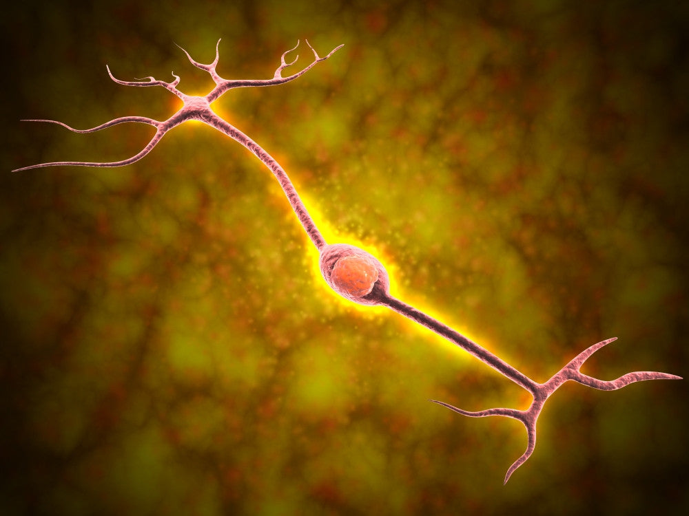 Microscopic View of a Bipolar Neuron Fine Art Print