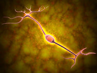 Microscopic View of a Bipolar Neuron Fine Art Print
